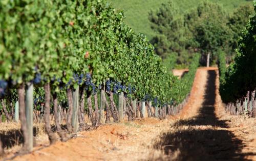 Delaire Graff Lodges and Spa Delaire Graff Lodges and Spa