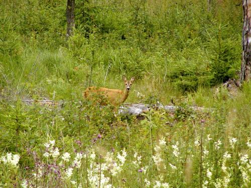 Alrededores, Fox House in Liepaja