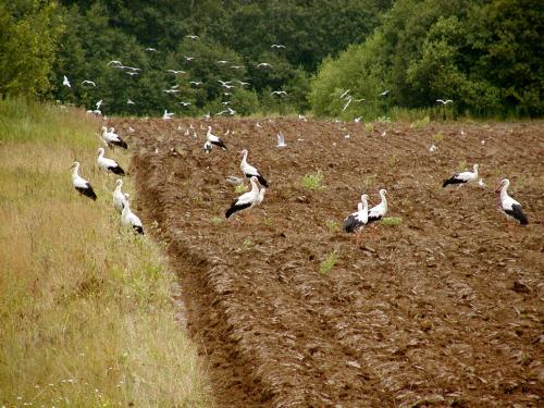 Alrededores, Fox House in Liepaja