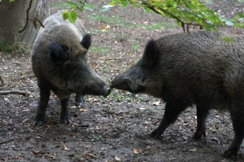  Het Roodborstje in Otterlo