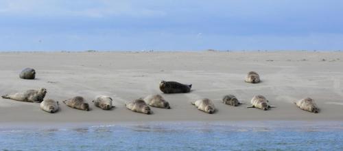 't lant van Texsel - image 7
