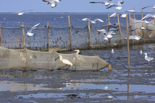 't lant van Texsel - image 3