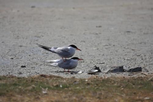 't lant van Texsel - image 4