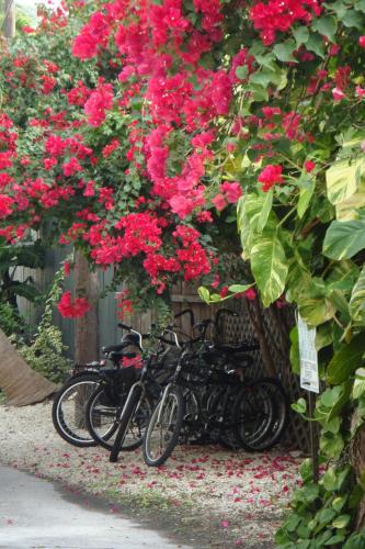 El Patio Motel – Key West, FL