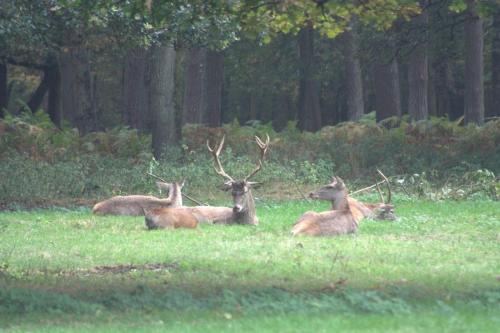  Het Roodborstje in Otterlo