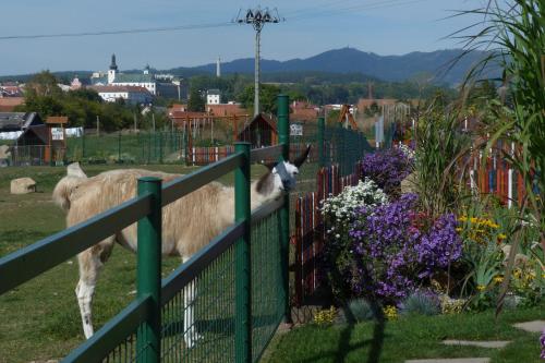 Farma Wenet in เวลกาเวส