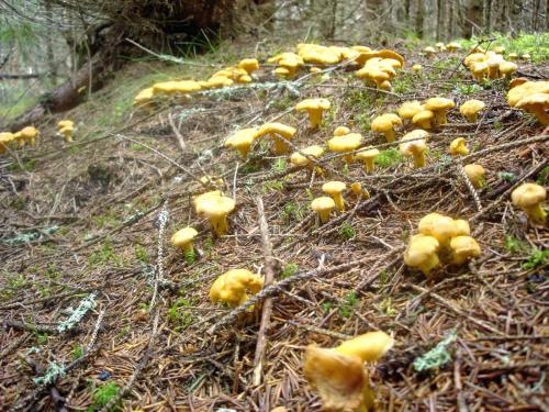 A környék, Blockhaus-Bärnkopf (Blockhaus-Barnkopf) in Barnkopf
