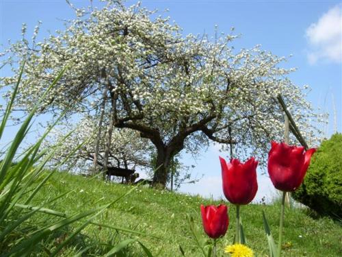 Biohof Koller Biohof Koller