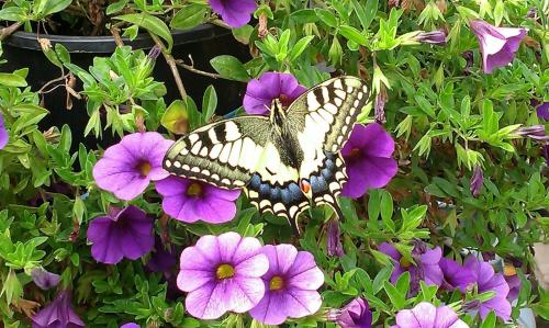 Biohof Koller Biohof Koller