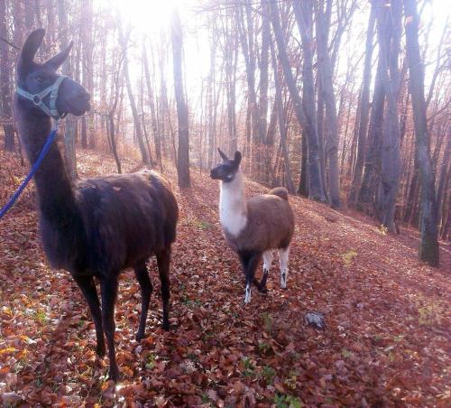 Biohof Koller Biohof Koller