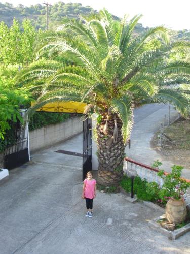 Pansion Platana Pansion Platana