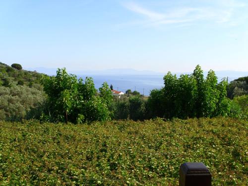 Pansion Platana Pansion Platana