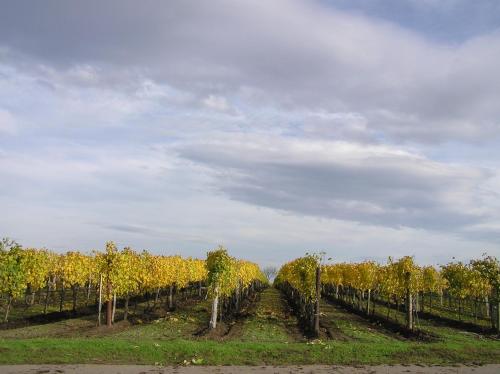 Weingut Gastehaus Palkowitsch