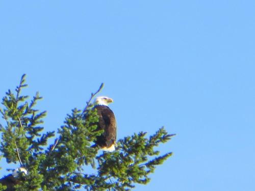 Caprice in Gibsons, Canada