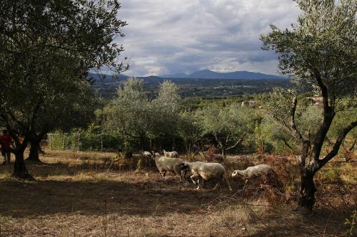 Tenuta Cerreto