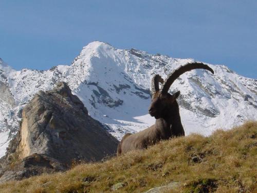 VVF Villages « Le Parc de la Vanoise » Val-Cenis - image 4