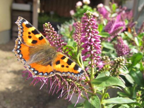 Birkende Bed and Breakfast - image 8