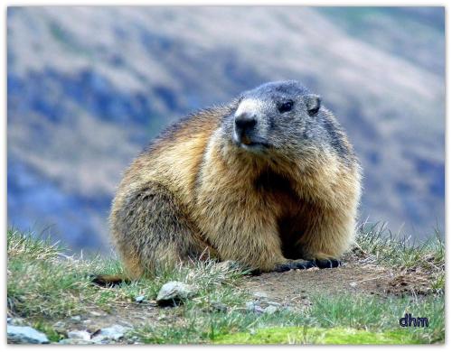 VVF Villages « Le Parc de la Vanoise » Val-Cenis - image 9