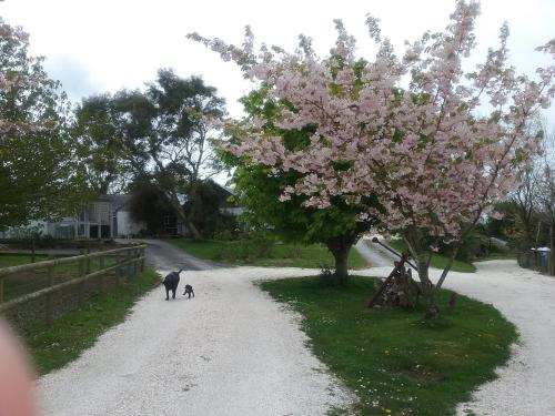 B&B New Quay - The Swallows Guest House - Bed and Breakfast New Quay