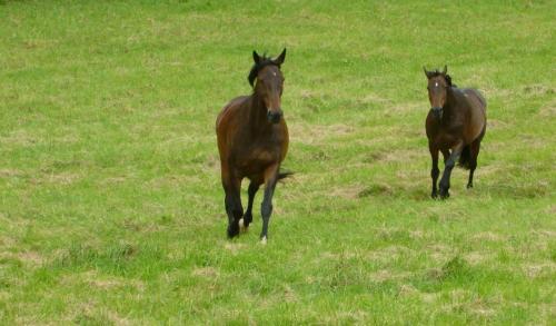 Ancien Haras de la Tour