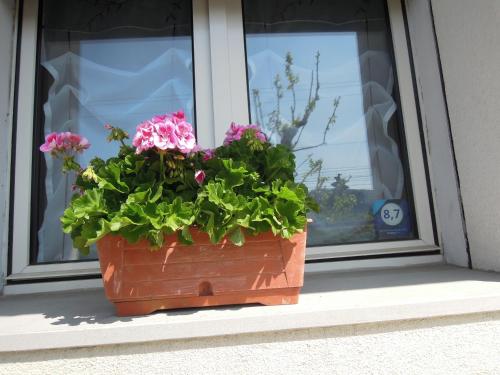 B&B Carlotta, Boloňa (fotografie 6)