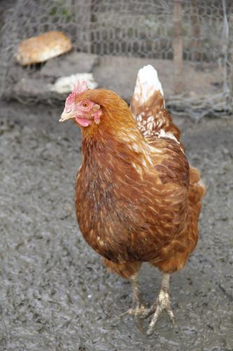 La Petite Ferme des Vitoz photo 19