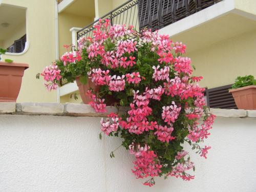 Apartmani Pilić Ljiljana - image 4