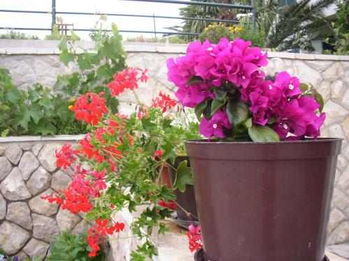 Apartmani Pilić Ljiljana - image 6