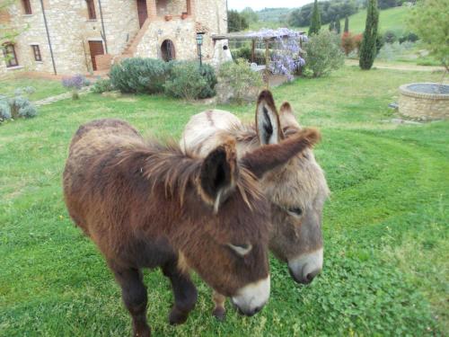 Le Pergoline B&B