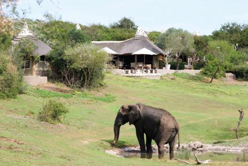 Safari Lodge- Amakhala Game Reserve图片