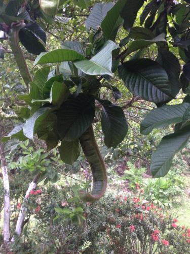 Entre Bosques Tayrona