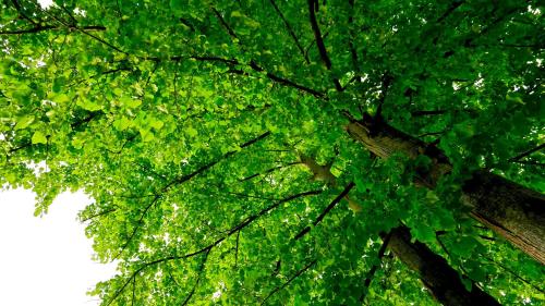 Campeggio Al Bosco 4