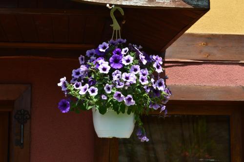 Zlatniyat Telets Guest Rooms - image 14