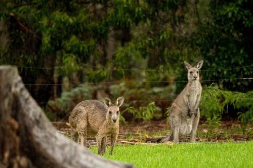 Kalaru Holiday Park Tathra