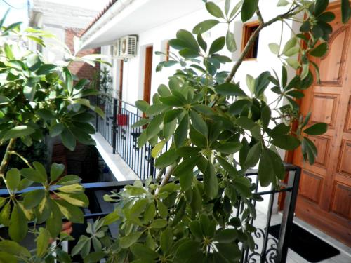 Mimoza Studios in Skiathos Island