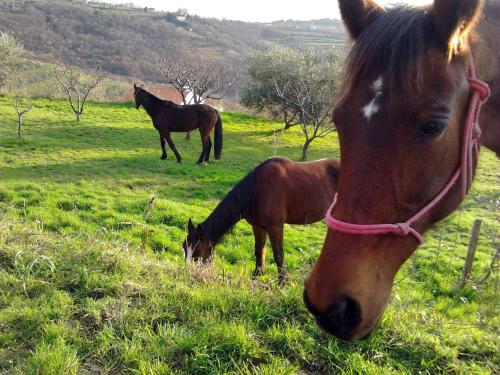 Na kmetiji s konji - Pogelsek in Ankaran