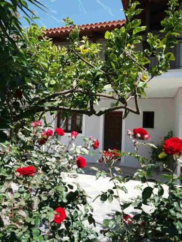 Athina apartments Zakynthos Island Greece