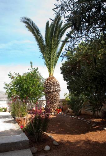 Garden, Villa Xenia in Makris Gialos