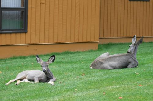 Accommodation in Fairmont Hot Springs