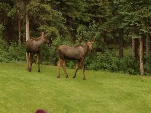 Denali Primrose Bed & Breakfast