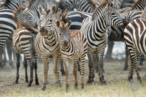 Serengeti Serena Safari Lodge