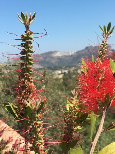  Cactus Garden Village in Yalıkavak