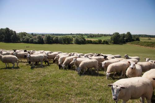 Abbey Farm Glamping & Cottage