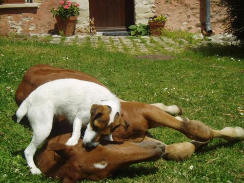 La Ferme Rose