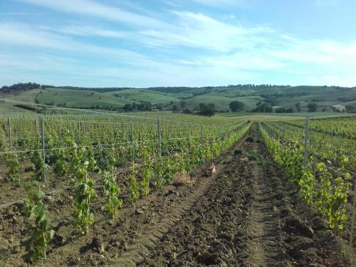 Agriturismo da Remo - image 10