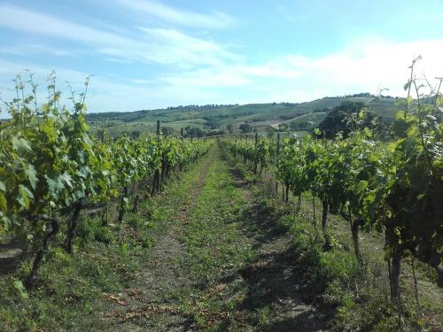 Agriturismo da Remo - main image