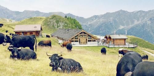 Hôtel Chalet Royal - Like At Home - image 7