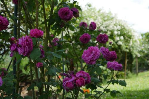 Chambres d'Hôtes Secret Pyrenées - image 7