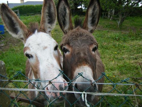 Ashfield B&B - image 14