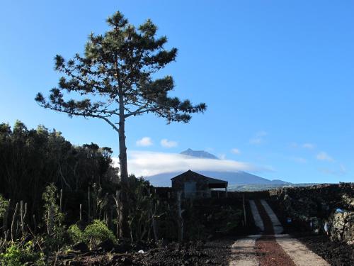  Baco´s Vineyard in Lajido